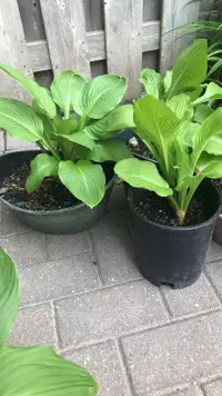 Green hostas in pots