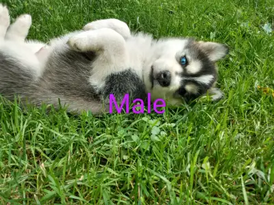 Siberian husky puppy, View more