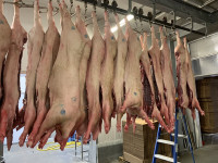 Pigs butchered  fresh ever Tuesday