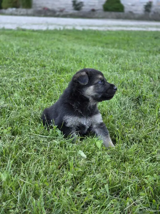 German Shepherd Puppies in Dogs & Puppies for Rehoming in Oakville / Halton Region - Image 6