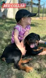 ADORABLE ROTTWEILER PUPPIES,READY FOR THEIR  NEW HOME NOW, View more