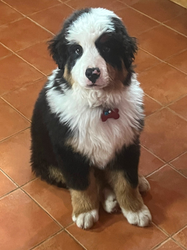 BOUVIER BERNOIS A ADOPTER Chiens et chiots à adopter Lévis Kijiji