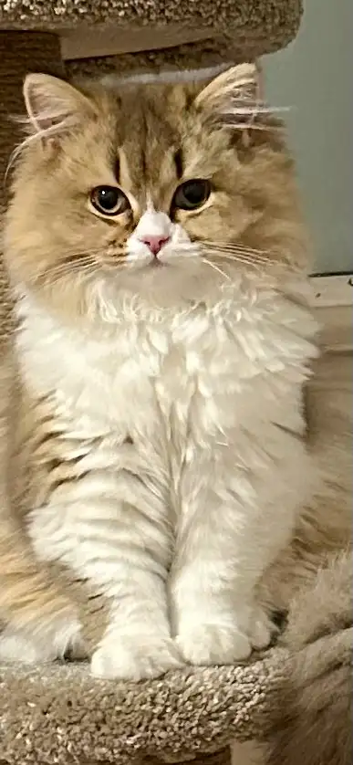 British Longhair Female, View more