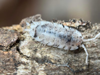 Isopod species 