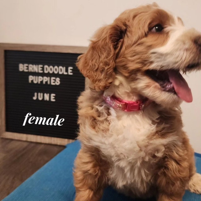 STANDARD BERNEDOODLE PUPPIES please contact Dogs & Puppies for