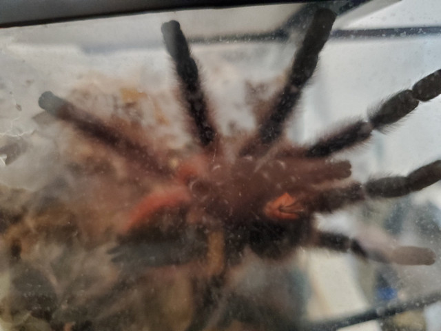 Male Caribena Versicolor in Small Animals for Rehoming in City of Toronto - Image 3