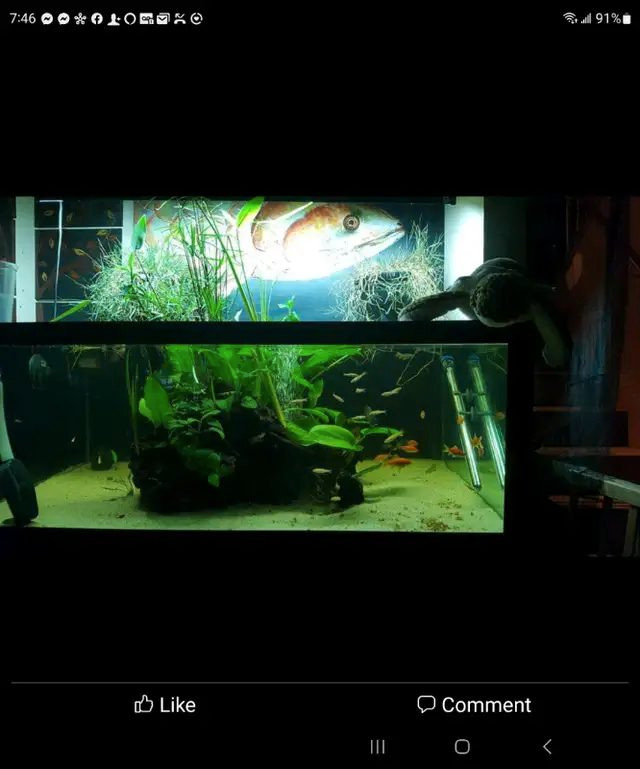 150 gallon fish tank/aquarium in Fish for Rehoming in Edmonton