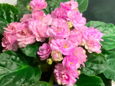 Beautiful Pink Violets, View more