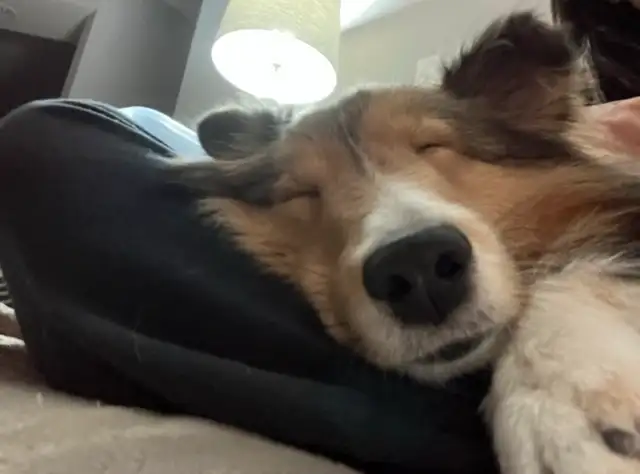 Loving and Reliable Pet Sitting & Dog Walking Services in Ottawa in Animal & Pet Services in Ottawa - Image 9
