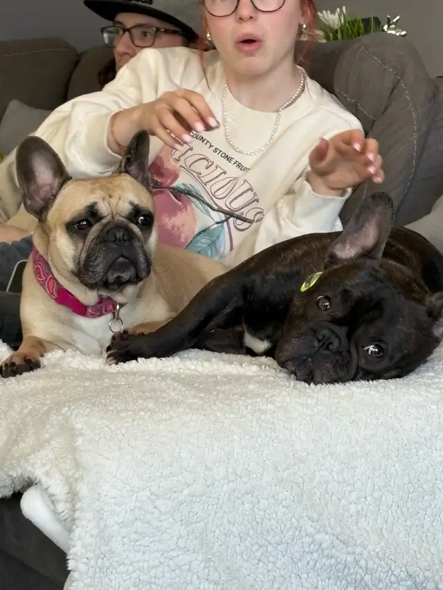 French bulldog Pups in Dogs & Puppies for Rehoming in Winnipeg - Image 7