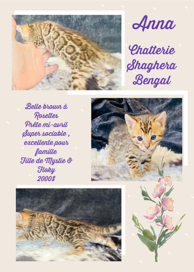 Chaton Bengal prêt à partir top qualité et stérilisé  dans Chats et chatons à adopter  à Laurentides - Image 4