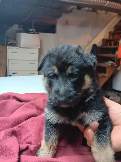 chiots berger allemand , View more