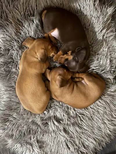 Miniature Dachshund Puppies, View more