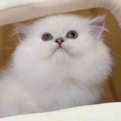 British Longhair Kitten, View more