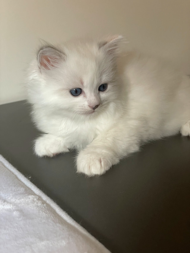 Ragdoll kitten girl rehome in Cats & Kittens for Rehoming in St. Catharines - Image 4