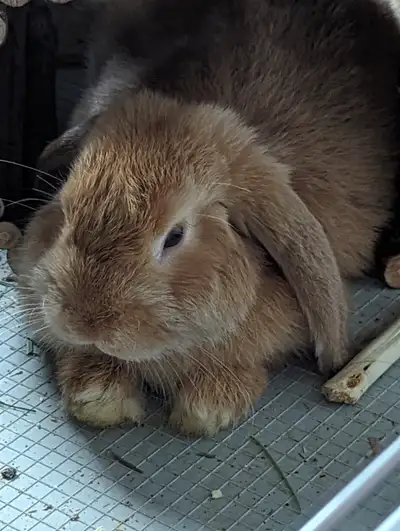 Approximately 1.5 year old intact male mini lop bunny Grown up with kids, super friendly Comes with...