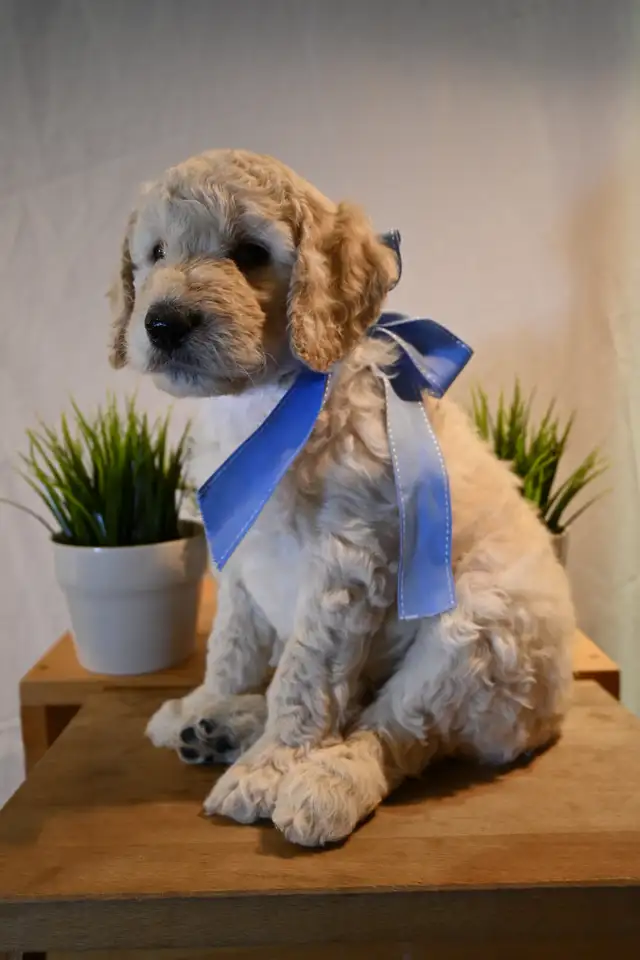 Goldendoodle 3 ime generation in Dogs & Puppies for Rehoming in Gatineau - Image 2