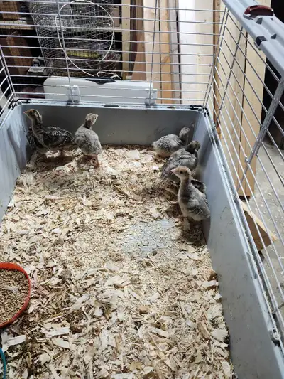 Heritage turkey poults available. Narragansett and Narragansett blue slate cross. Hatched between tw...