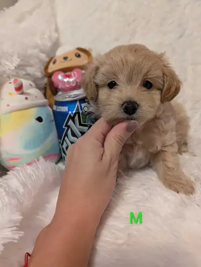 Tiny Toy Apricot Maltipoo Puppies, View more