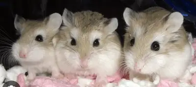 Hamsters for sale, View more