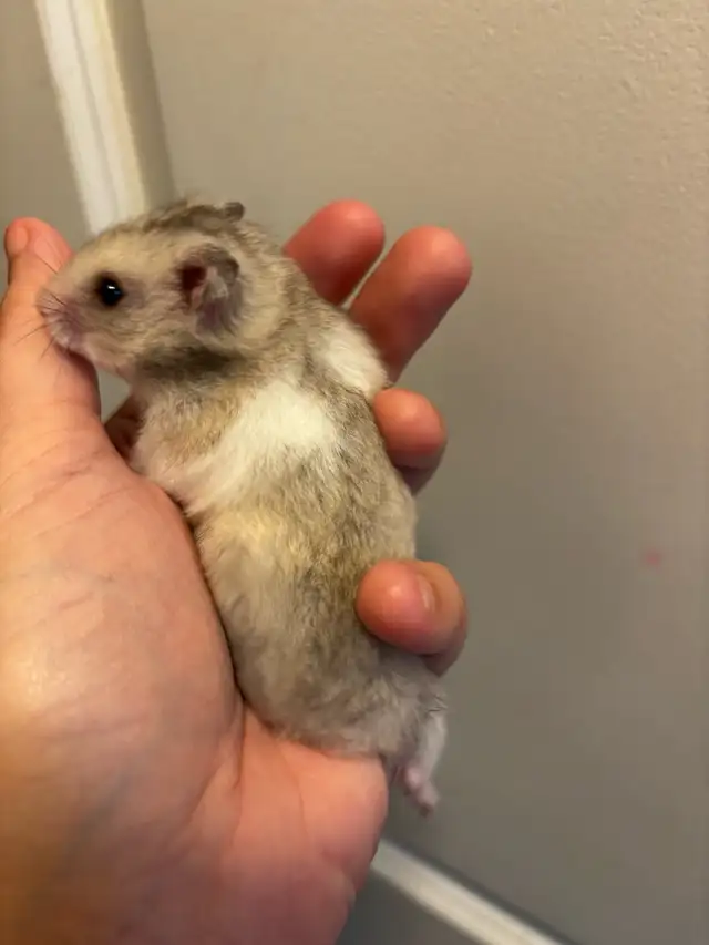 Baby Hamsters in Small Animals for Rehoming in St. Catharines - Image 3