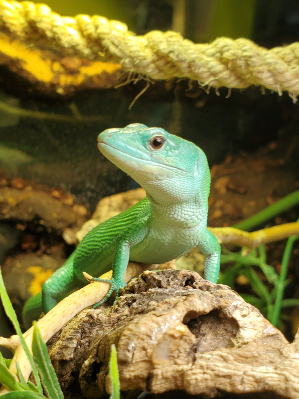 Green Keel-Belly Lizards Available to new Homes! in Reptiles & Amphibians for Rehoming in Edmonton - Image 2