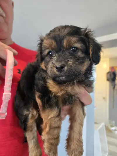 ShorkiePoo Puppies, View more