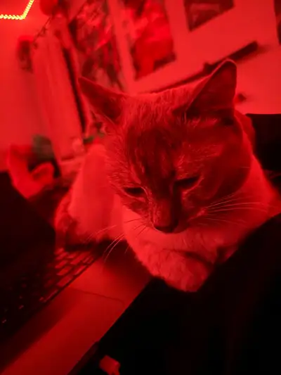 Cuddly cat for rehoming , View more