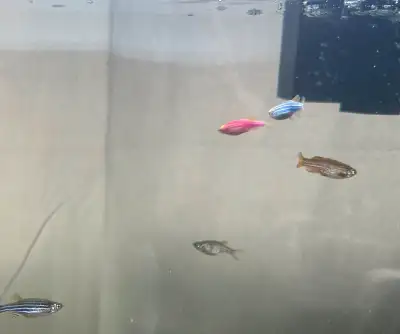 2 glofish danios, View more