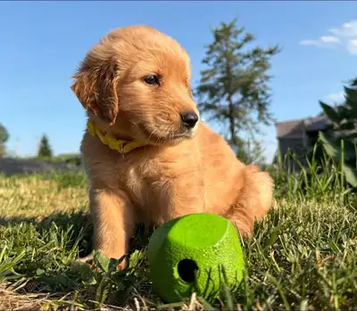 Northern Ontario - Golden Labrador Springer puppies, View more