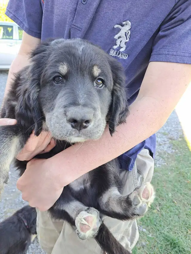 *sold with exception*- Labradoodle Retriever Mixed puppy | Dogs ...