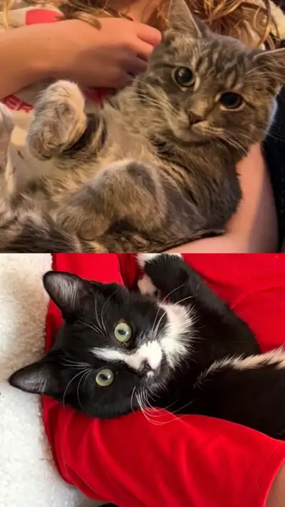 Beautiful spayed rescue kittens, View more