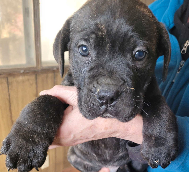 Cane corso puppies  in Dogs & Puppies for Rehoming in Leamington - Image 4
