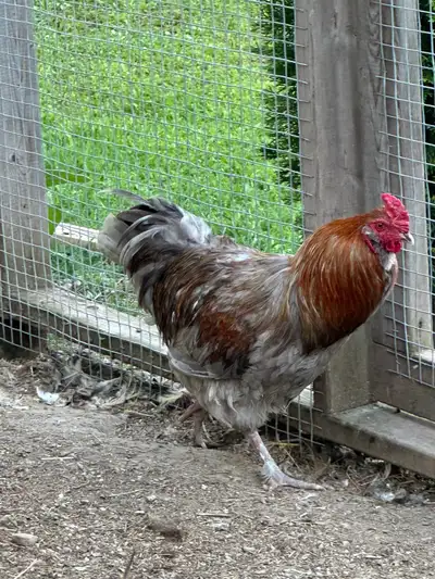 Easter Egger Rooster, View more