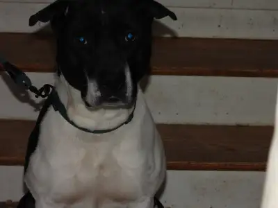 2 YEARS MALE DOG FOR SELL, PLEASE CONTACT, View more