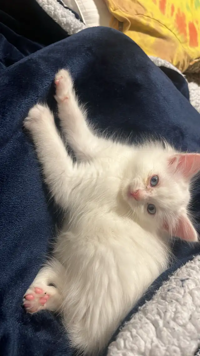 Simba needs a new home  in Cats & Kittens for Rehoming in City of Montréal - Image 6