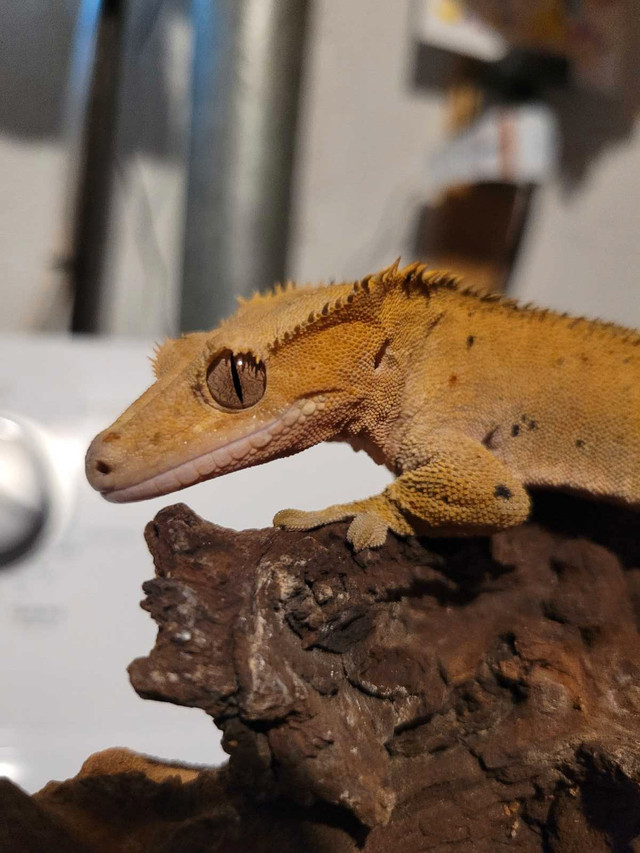 2 Crested Geckos in Reptiles & Amphibians for Rehoming in Oshawa / Durham Region - Image 4