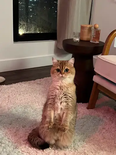 Golden British short hair kitten, View more