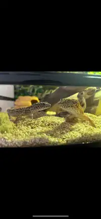 2 Leopard geckos with terrarium