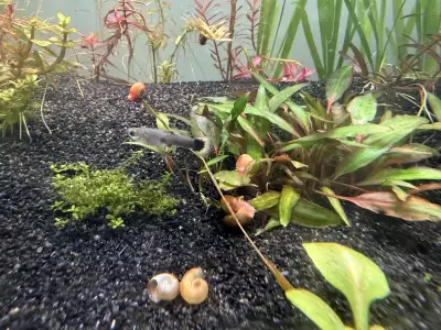 Baby Guppies, View more