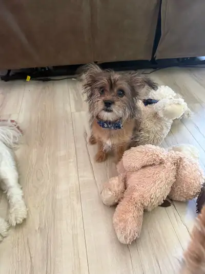 Male Shorkie Puppy  Teddy, View more