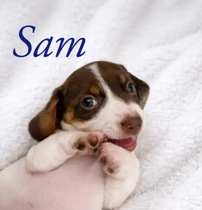 Miniature Dachshund Puppies, View more