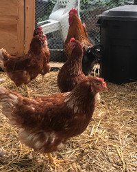 Wanting: Laying hens