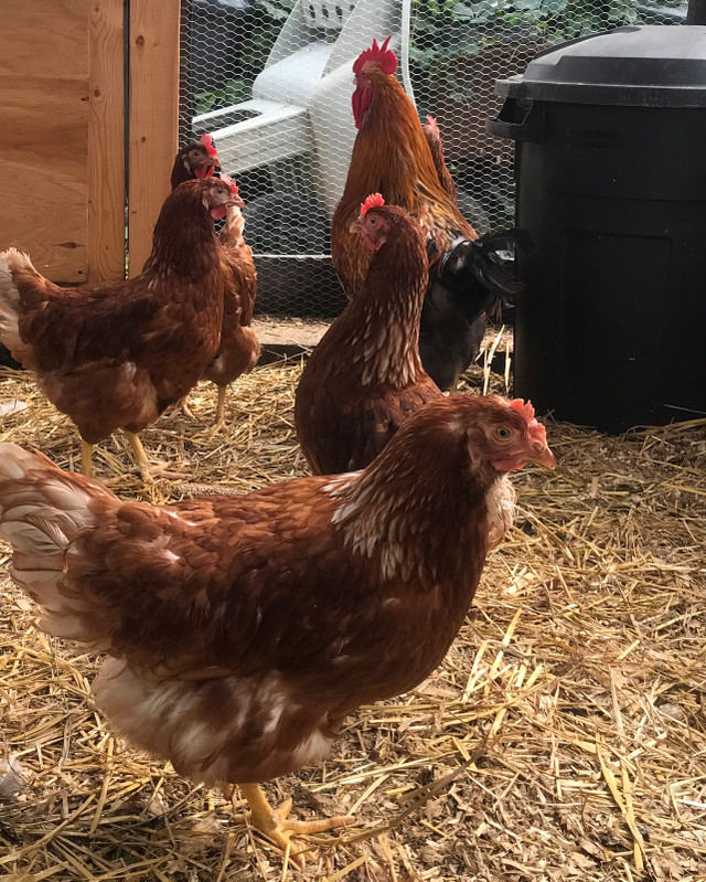 Wanting: Laying hens in Livestock in Oshawa / Durham Region