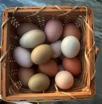 Eggs/Hatching Eggs