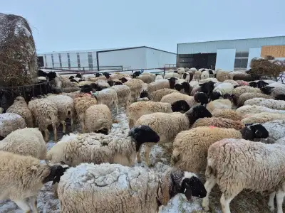 Ewes/ sheep, View more