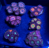 Zoa Pack 1 - Saltwater Coral