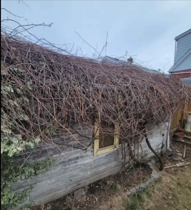 Tree Removal & Yardwork in Patio & Garden Furniture in Oakville / Halton Region - Image 9