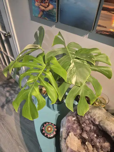 Monstera Albo Plant, View more