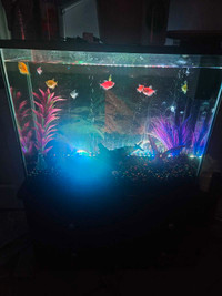 Glow tank and glow fish set up